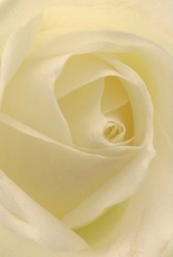 In this thoughtfully arranged close-up, a rose takes center stage, its ivory petals swirling inward in a perfect dance of nature and craft. The glow from a nearby Tottenham window spills gently over each layer, accentuating subtle gradients of cream and soft lemon at the petal edges. The lighting is diffused, wrapping the bloom in a serene luminosity-the kind often found in peaceful Tottenham gardens or quiet corners near Bruce Grove. The rose's velvety texture seems almost tangible, as if the flower could be cupped in your palms. The spiral draws you inwards, evoking a sense of calm and timelessness that suits occasions from heartfelt apologies to romantic gestures. There's an unspoken purity here: the bloom's flawless form captures the reassuring essence of floral artistry in north London. You can imagine a soothing, almost translucent fragrance that lightly perfumes the air, rooting the image deeply in the everyday grace of Flowers Tottenham's craft. Perfect for commemorating memories or celebrating new chapters, this rose's elegant structure and soft colouring reflect the subtle beauty waiting to be discovered in the heart of Tottenham.