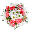 This jubilant bouquet, artfully arranged by a Tottenham florist, captures the energising spirit of North London's vibrant streets. At its heart, pure white daisies unfurl around lively lime-green centers, evoking the clarity of early sunlight filtering through the trees of Tottenham Marshes. These sit entwined among plush, coral-pink carnations, whose layered, ruffled petals radiate warmth and comfort. Sprigs of delicate baby's breath seem to float between the larger blooms, creating an ethereal, almost weightless effect, while slim, unopened alstroemeria buds edged with hints of pink and purple quietly promise new beginnings. The arrangement is anchored by varied greenery-a tactile blend of soft eucalyptus and deep, glossy foliage forming a balanced round composition that echoes Tottenham's diverse, welcoming community. Designed for milestone occasions or spontaneous acts of kindness, this bouquet, available for swift delivery throughout N17, brings a tranquil yet exuberant presence to any setting, offering a little slice of Tottenham's liveliness and heart with every petal.